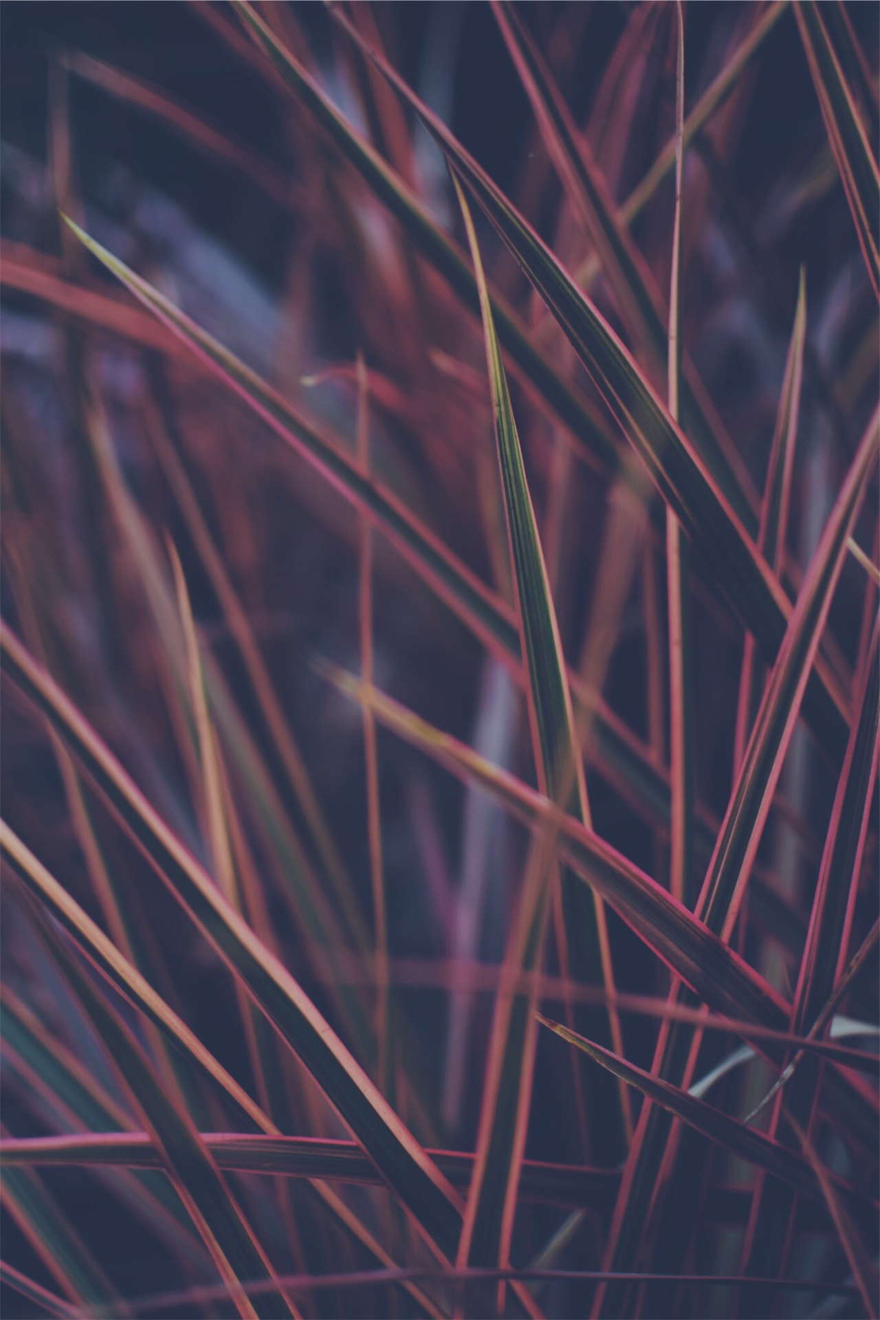 pexels neeraj kataria 740135